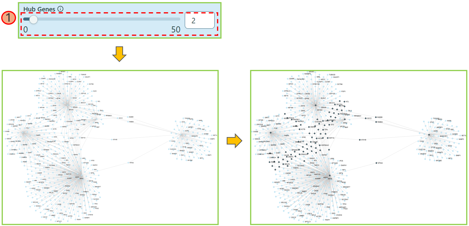 Hub genes